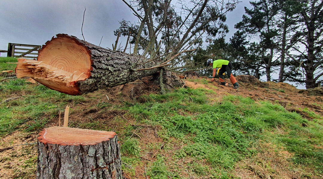 tree removal service