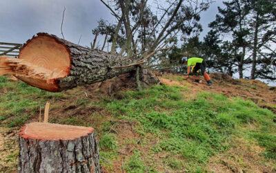 The Dangers of DIY Tree Removal