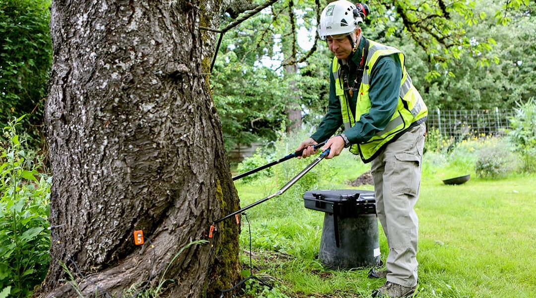 Tree Risk Assessments