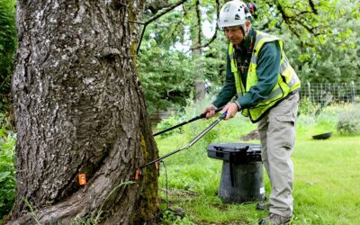 Tree Risk Assessment Before Tree Removal