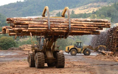 Everything You Need to Know About Timber Logging